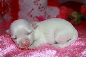 Ocean - puppy for sale