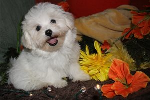 Reece - Maltese for sale