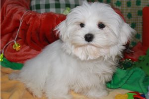 Luke - Maltese for sale