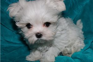 Marlena - Maltese for sale