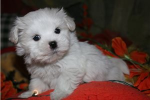 Violet - Maltese for sale