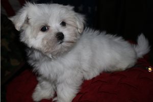Razor - Maltese for sale