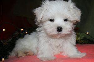 Violet - Maltese for sale