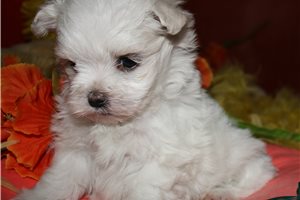 Todd - Maltese for sale