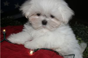 Sansa - Maltese for sale