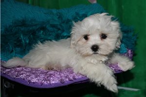 Oscar - Maltese for sale