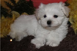 Volt - Maltese for sale
