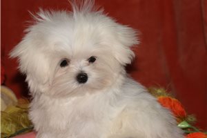 Sansa - Maltese for sale