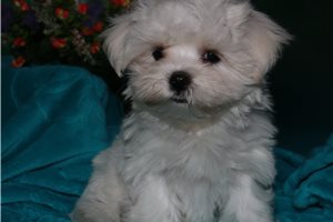 Oscar - Maltese for sale