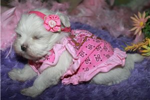 Marlena - Maltese for sale
