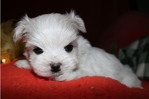Violet - puppy for sale