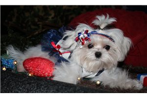 Marlena - Maltese for sale