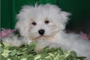 Luke - Maltese for sale
