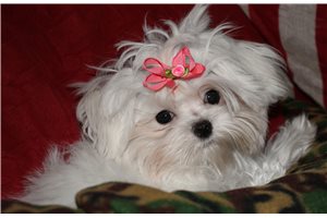 Marlena - Maltese for sale