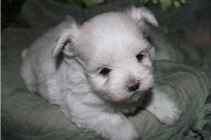 Rebel - Maltese for sale