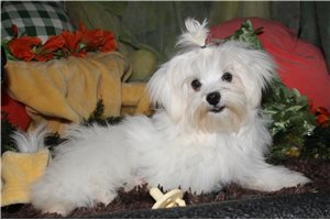 Reece - Maltese for sale