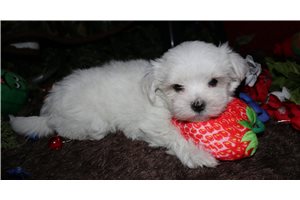 Razor - Maltese for sale