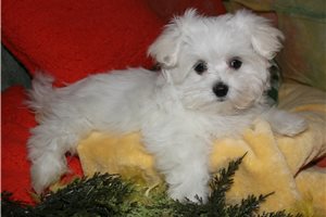 Todd - Maltese for sale