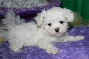Ocean - Maltese for sale
