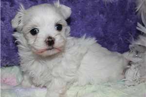 Charlotte - Maltese for sale