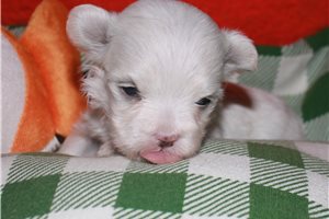 Ocean - Maltese for sale