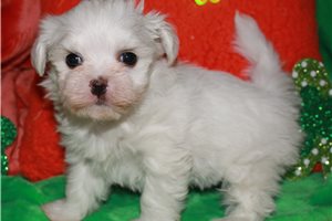 Olivia - Maltese for sale