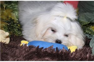 Reed - Maltese for sale