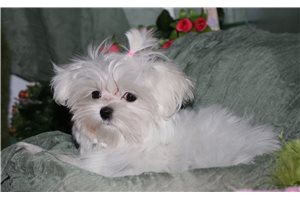 Marlena - Maltese for sale
