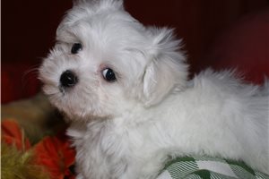 Tammy - Maltese for sale