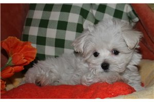 Todd - Maltese for sale