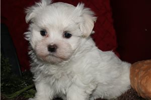 Reece - Maltese for sale