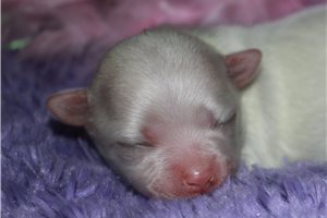 Maria - Maltese for sale