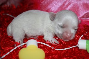 Oscar - Maltese for sale