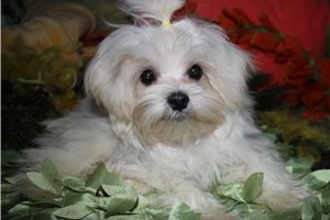 Sebastian - Maltese for sale