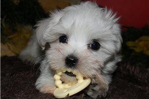 Wilbur - Maltese for sale