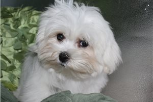 Oscar - Maltese for sale