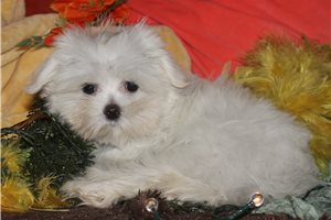 Razor - Maltese for sale