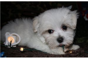 Stud - Maltese for sale