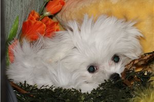 Sebastian - puppy for sale