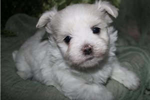Rebel - Maltese for sale