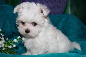 Charlotte - Maltese for sale