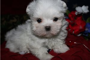 Sebb - Maltese for sale