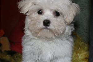 Reed - Maltese for sale