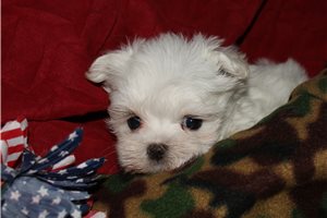 Sebb - Maltese for sale