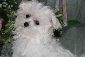 Charlotte - Maltese for sale