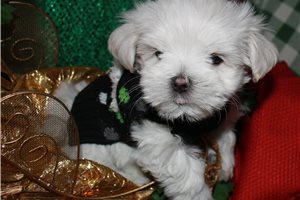 Blank - Maltese for sale