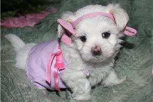 Maria - Maltese for sale