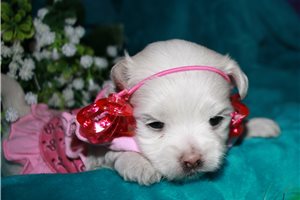 Maria - Maltese for sale