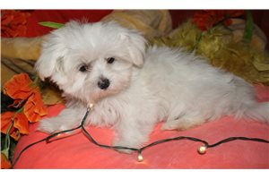 Rebel - Maltese for sale