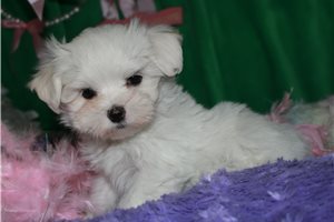 Olivia - Maltese for sale